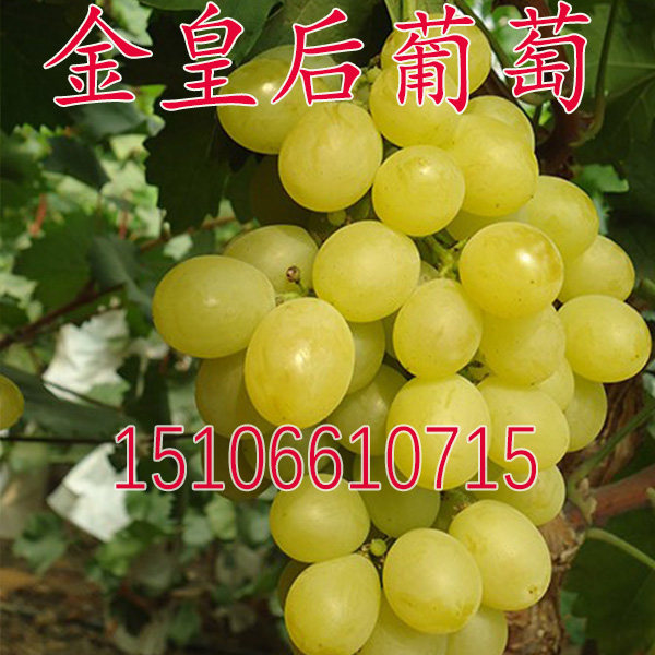 早熟葡萄树苗果树苗 金皇后葡萄树苗 嫁接扦插葡萄果苗木盆栽地栽
