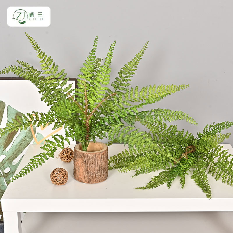 仿真绿植波斯黄金蕨蕨草