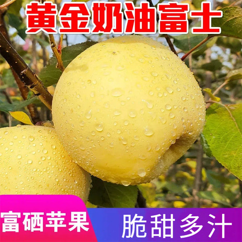 烟台黄金奶油富士苹果脆甜多汁