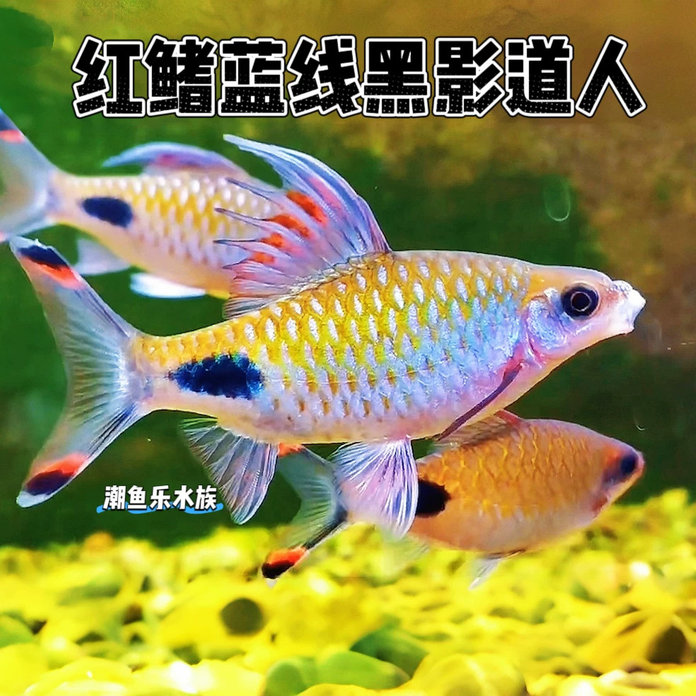 红鳍蓝线黑影道人活体观赏鱼