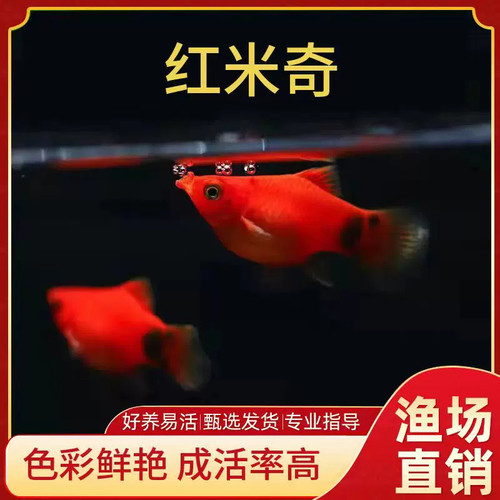 小型热带胎生耐养观赏鱼活体