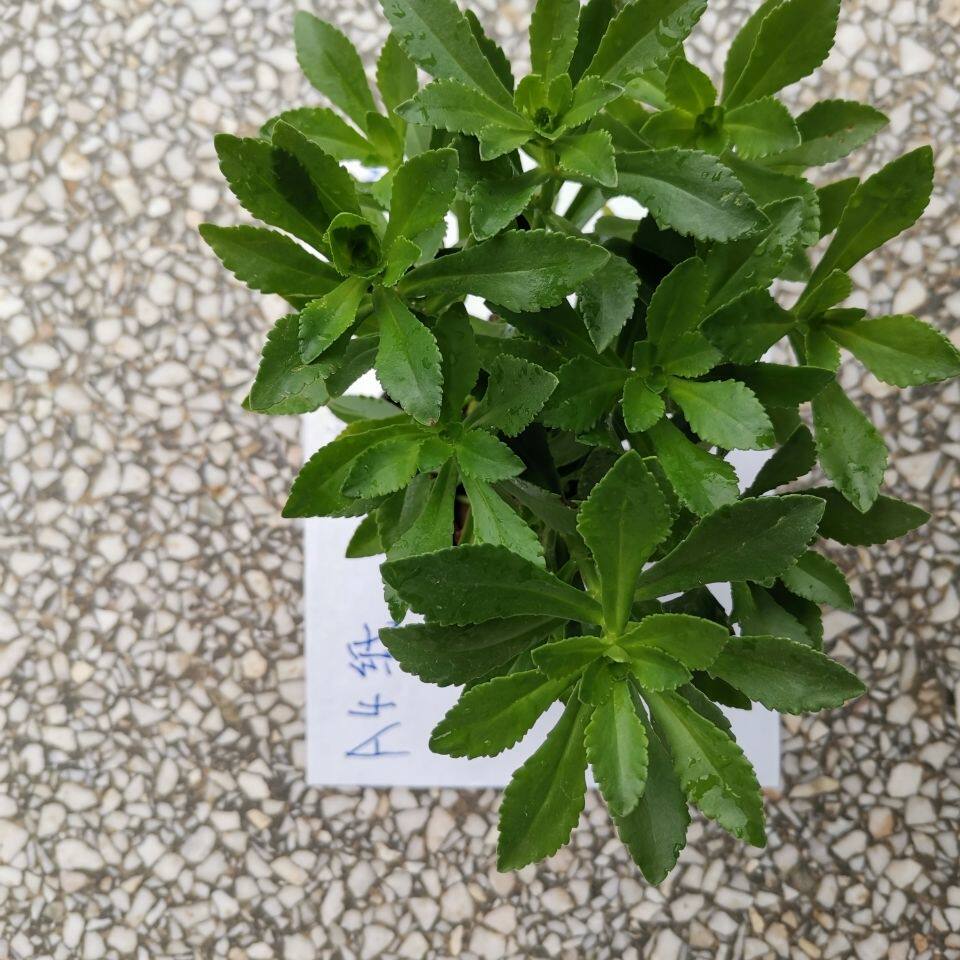 止痒草植物绿植蚊子叮咬夏季盆栽庭院养心菜止痒驱蚊多肉醒目提神