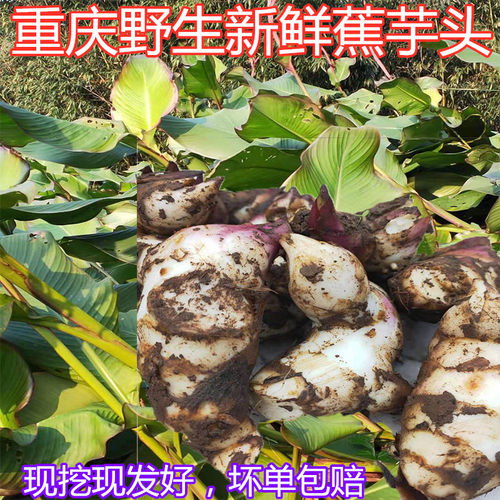 重庆新鲜粗粮蕉芋头竹山里自长的杂粮蕉木芋头芭蕉芋5斤包邮