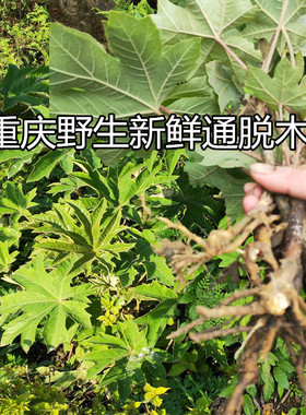 重庆通花根新鲜 通脱木 木通树 通草寇脱离南活莌倚商