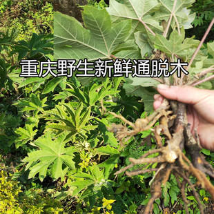 重庆通花根新鲜 通脱木 木通树 通草寇脱离南活莌倚商