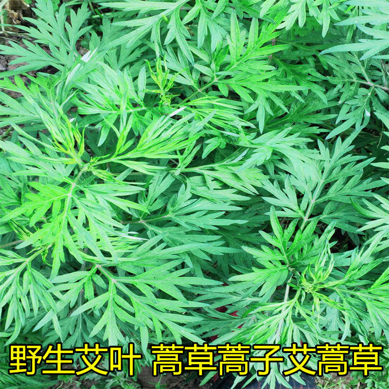 重庆新鲜艾叶包邮糍粑艾粄食用清明草青团艾草