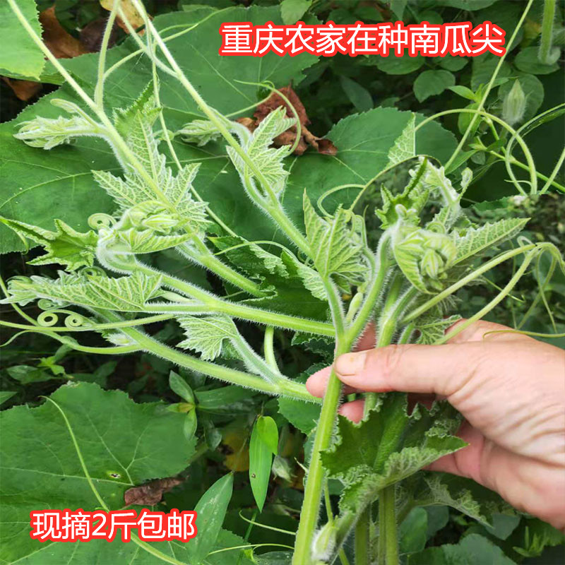 重庆南瓜尖新鲜南瓜藤当天采摘现发农家自种当季蔬菜嫩脆瓜尖包邮