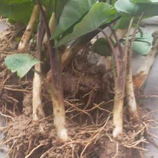 重庆水芋头种苗农家自种新鲜粉糯水芋仔粉玉儿苗20珠包邮