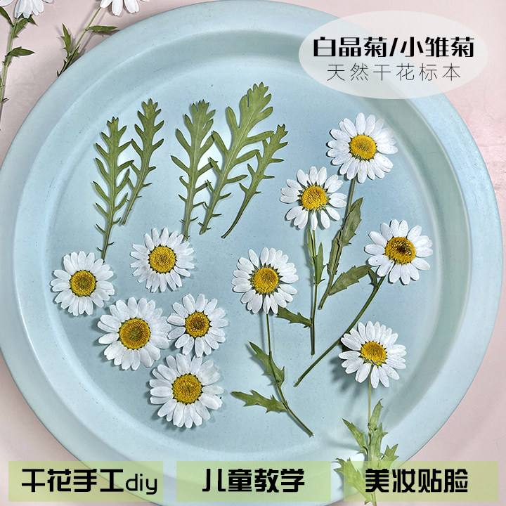 干花小雏菊洋甘菊压片迷你花朵植物标本滴胶手机壳贴脸妆押花diy,家居饰品,干花/花瓣/干花包/干树枝,淘宝优惠券,粉丝福利购,淘宝优惠卷