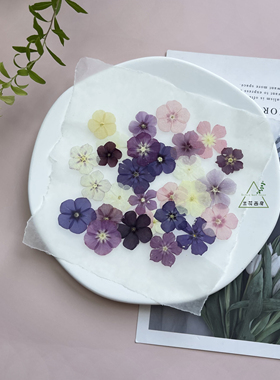 干花压花福禄考标本半透明小众压花小花朵相框材料包