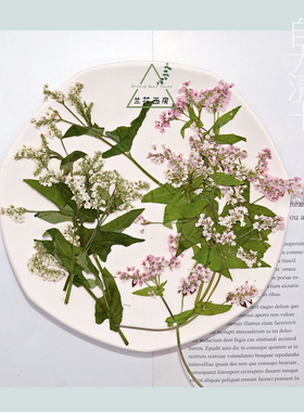 天然押花植物标本diy滴胶装饰