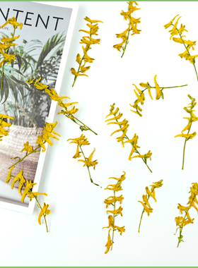 鹦鹉草干花压花植物标本黄色真花相框diy材料手机壳相框贴画