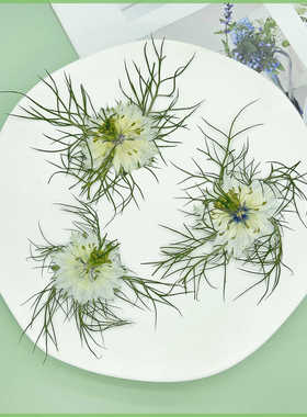 黑种草白色小清新干花相框diy压花装饰押花植物标本手作素材