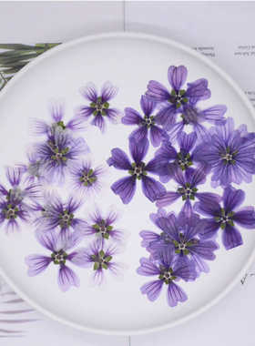 蜀葵锦葵干花压花紫色花朵花苞植物标本相框书签台灯滴胶DIY花材