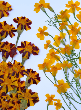 万寿菊孔雀草干花diy材料压花相框带枝黄色礼物标本滴胶手工押花