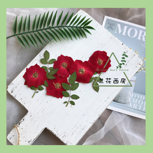 玫瑰花标本价格 玫瑰花标本图片 星期三