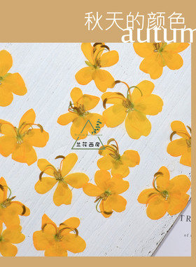 黄色决明子干花压花植物标本 相框书签台灯滴胶手机壳DIY手工材料