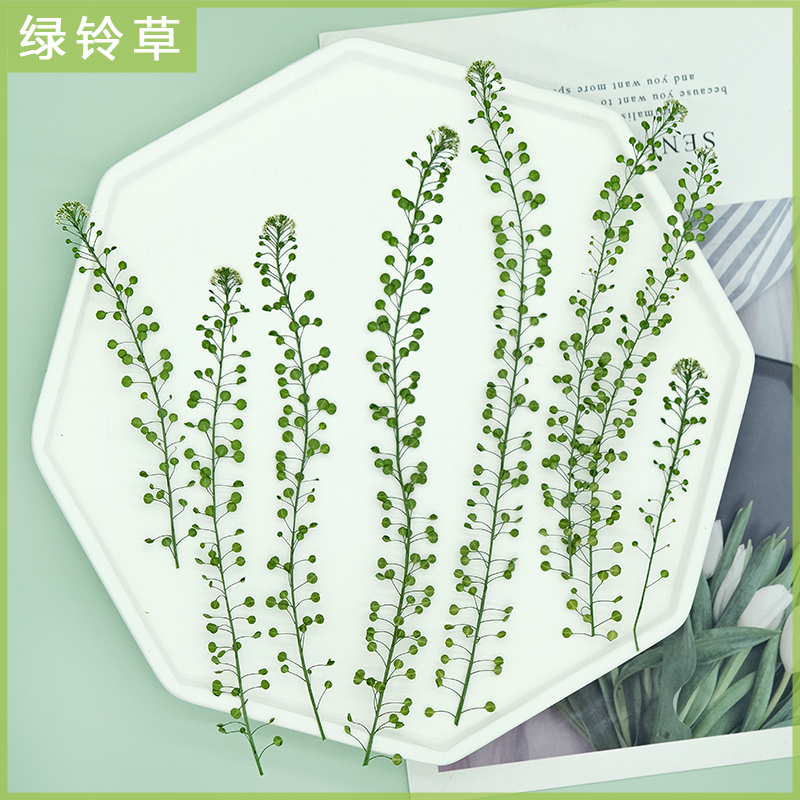 独行菜 绿铃草押花标本相框卡片蜡烛手机壳滴胶干花DIY手工材料包