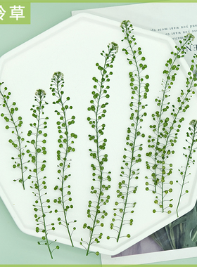 独行菜 绿铃草押花标本相框卡片蜡烛手机壳滴胶干花DIY手工材料包