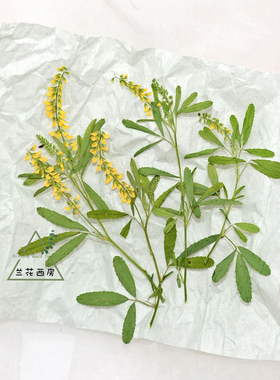 带枝草木樨天然干花压花 黄色花朵UV胶耳钉吊坠相框书签台灯DIY