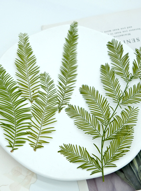 水杉真树叶植物标本绿色叶子干花滴胶杯垫 手工diy书签相框材料