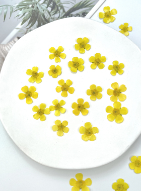 压花毛茛鲜黄色干花油画质感迷你真花标本手工滴胶手机壳书签材料