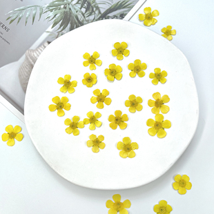 压花毛茛鲜黄色干花油画质感迷你真花标本手工滴胶手机壳书签材料