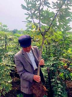 无花果树苗盆栽特大四季水果南北方阳台种植紫果庭院地栽当年结果