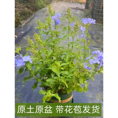 蓝雪花加仑盆栽大苗带花苞阳台庭院木本花卉耐热好养植物四季开花