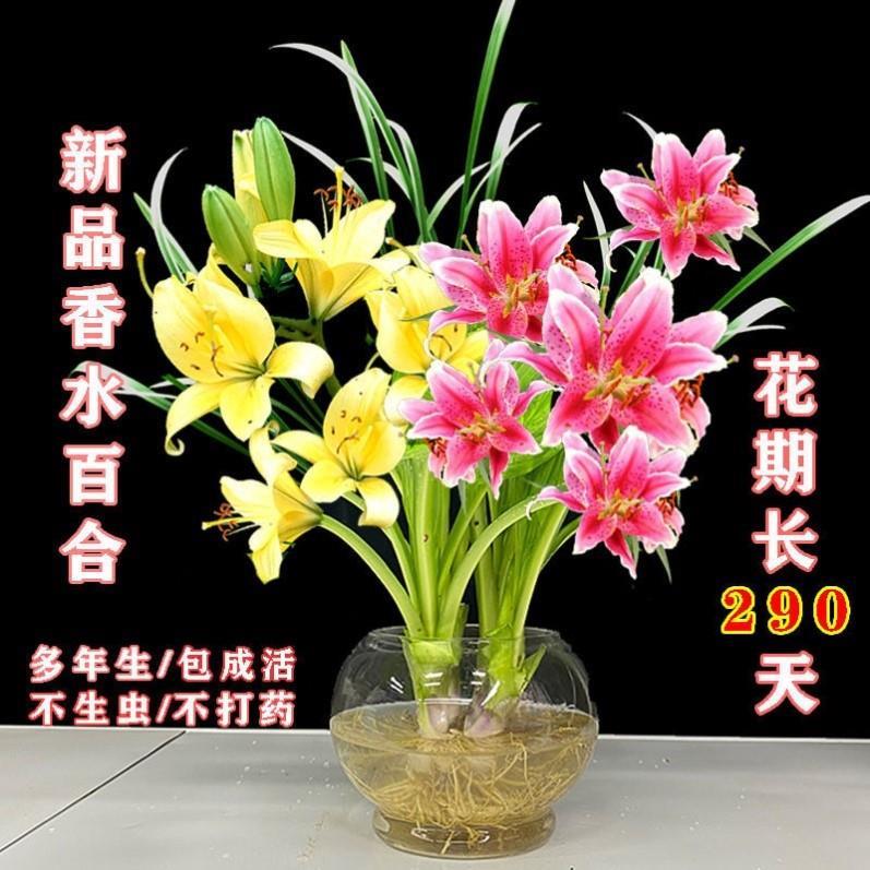 爆款新品香水百合驱蚊莲花多季开花水养花卉室内客厅绿植浓香种球