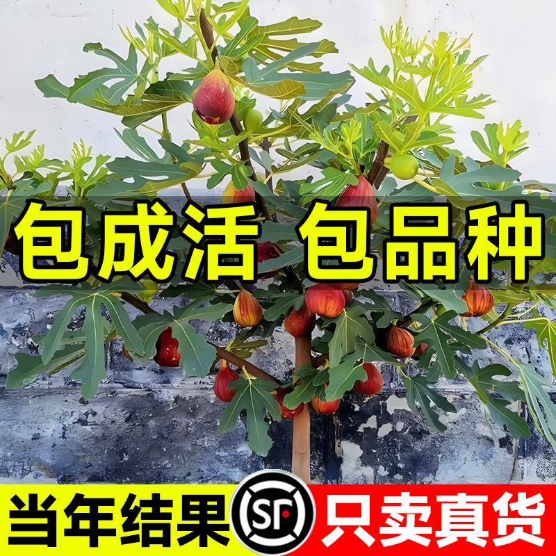 无花果树果苗特大庭院阳台南方北方种植果波姬青皮红水果树苗盆栽