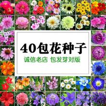 四季 免邮 播易种植孑室内外家庭阳台盆栽春秋花卉花籽 费 花种子套餐