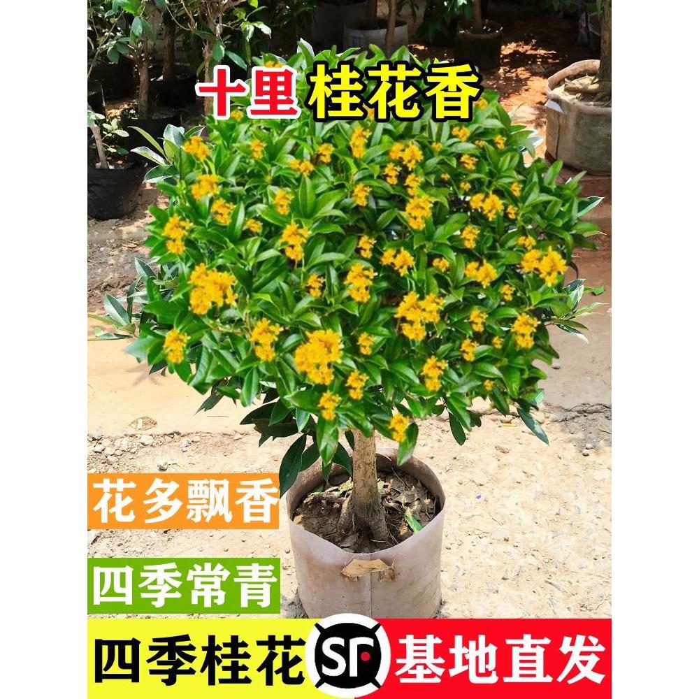 桂花树苗四季桂盆栽大树丹桂金桂庭院浓香型花卉植物室内绿植开花