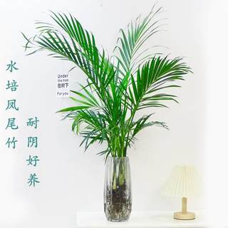 富贵竹水培植物散尾葵绿植室内大盆栽大型客厅花卉凤尾竹富贵椰子