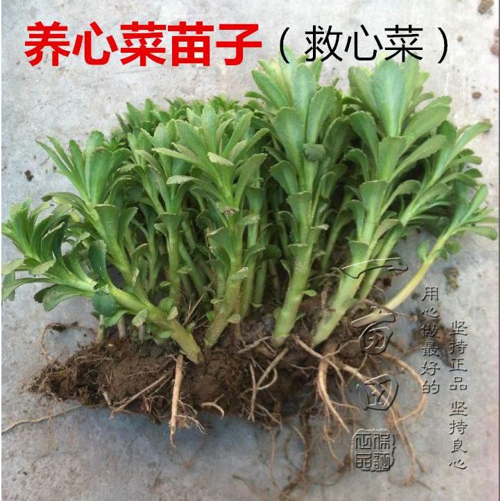 养心菜种苗 养心菜苗子 救心菜苗子植物高钙菜阳台盆栽特色保健菜