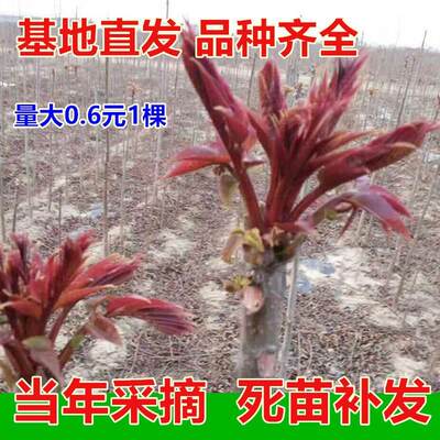 香椿树苖红油春芽树苗盆栽四季矮化香椿芽树苗种植南方北方香椿苗