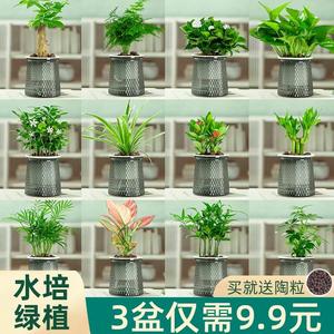 绿萝发财树文竹花卉盆栽室内植物绿箩吊兰富贵竹水培绿植四季好养