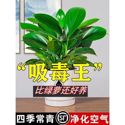 铂金钻盆栽绿萝箩花卉植物室内花水培绿植多肉好养发财树吸除甲醛