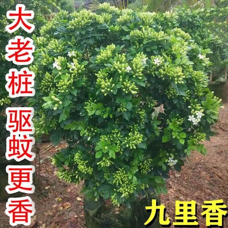 精品老桩九里香盆栽四季开花水培盆景树苗绿植带花苞阳台驱蚊植物 电子/电工 新风配件 原图主图