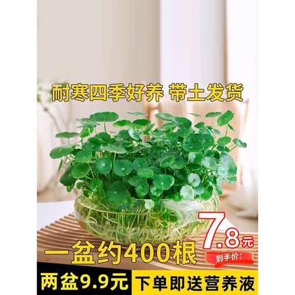 铜钱草水培盆栽植物带叶室内客厅桌面小绿植花卉水养鱼缸金钱草籽