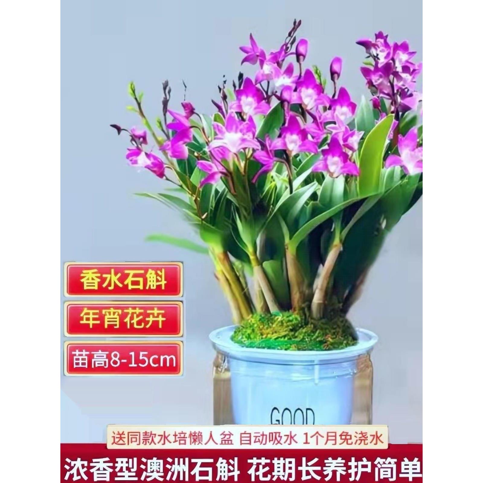 冬带花双色澳洲香水石斛兰花苗浓香型花卉绿植室内盆栽铁皮石斛苗