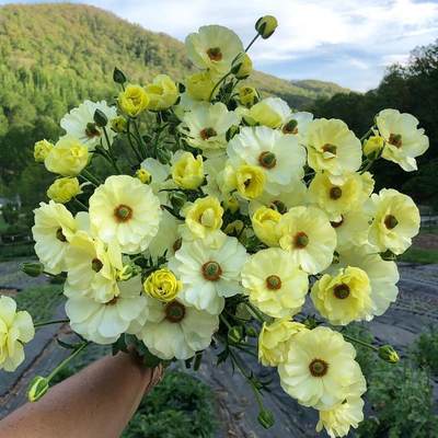 23年新球绿园花开蝴蝶花毛茛种球蝴蝶洋牡丹多年生观花球芹叶牡丹