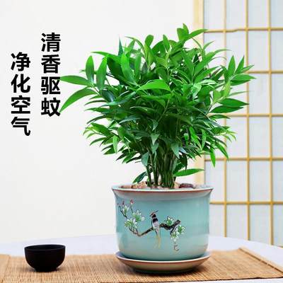 竹柏盆栽植物室内四季常青净化空气绿植四季好养耐荫耐寒平安竹