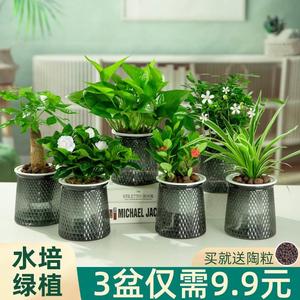 绿萝发财树文竹花卉盆栽室内植物绿箩吊兰富贵竹水培绿植四季好养