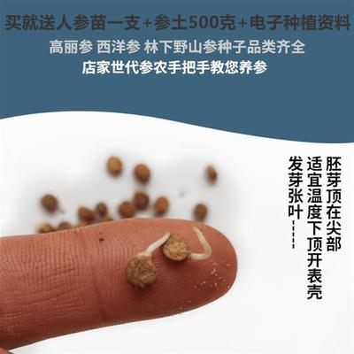 正品长白山人参种籽子种植人参种子苗西洋参种林下野山参种子盆栽