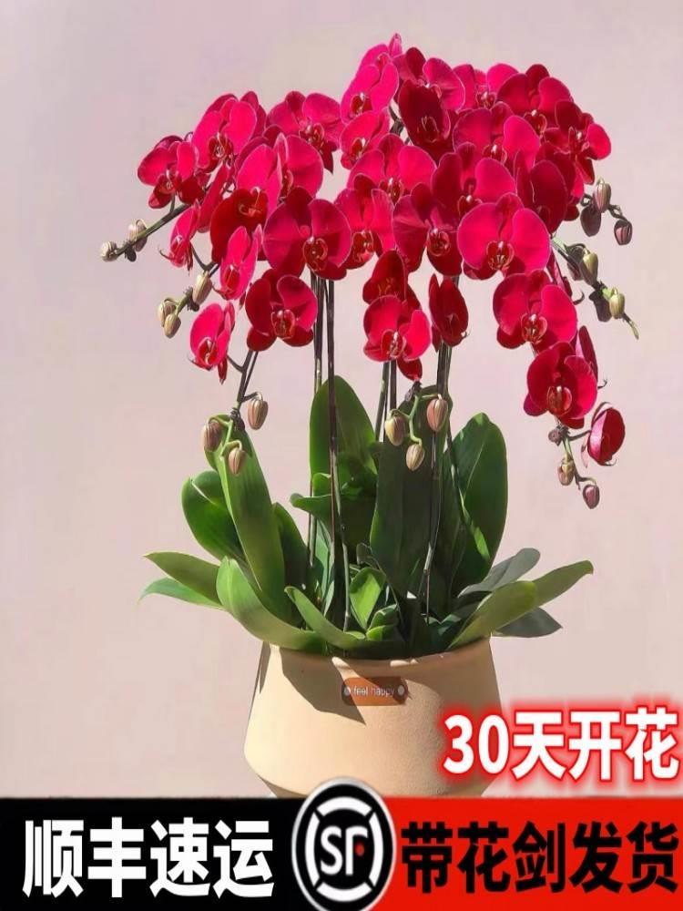 蝴蝶兰盆栽带花剑带花苞花苗兰花大苗客厅室内植物花卉四季好养活