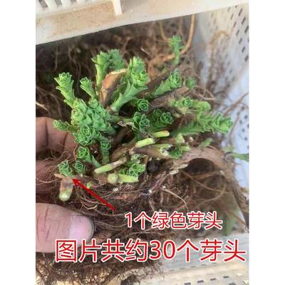 养心菜种苗 养心菜苗子 救心菜苗子植物高钙菜阳台盆栽特色保健菜