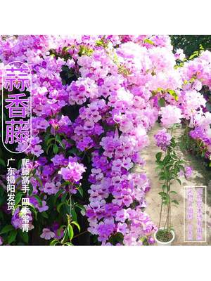 蒜香藤花紫铃藤 藤本植物 奇特爬藤花苗 庭院盆栽开花会变色植物