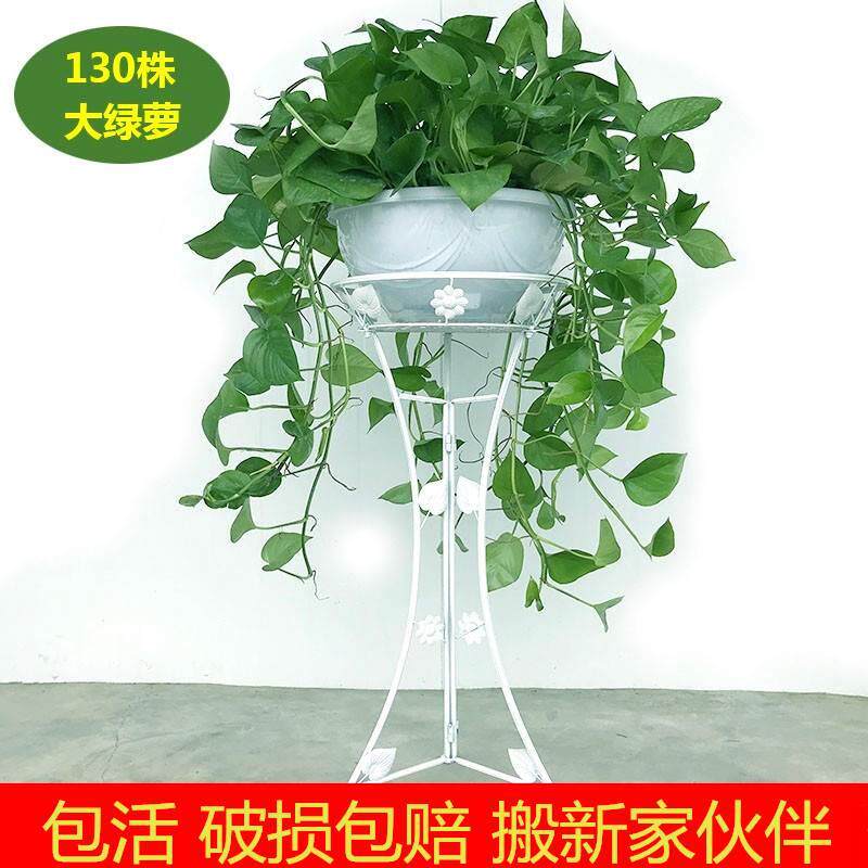 长藤绿萝内净空气绿箩大盆栽化垂吊室庭院水培绿植物