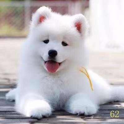 拉萨萨摩耶幼犬纯种萨摩耶犬活体微笑天使萨摩耶小狗雪橇犬哈士奇图片